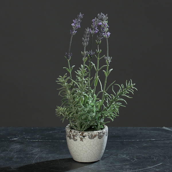 Lavendel im Topf 27cm